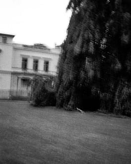 Schwarz-Weiß-Fotografie des Künstlers Cyprien Gaillard von teilweise angestrahlten, sich in der Bewegung befindenden Bäumen in der Dämmerung, ein Auszug aus der Arbeit mit dem Titel