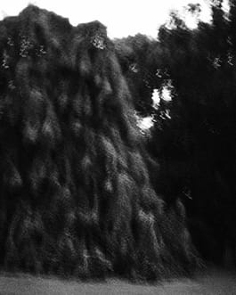 Schwarz-Weiß-Fotografie des Künstlers Cyprien Gaillard von teilweise angestrahlten, sich in der Bewegung befindenden Bäumen in der Dämmerung, ein Auszug aus der Arbeit mit dem Titel