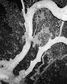 Schwarz-Weiß-Fotografie des Künstlers Cyprien Gaillard von teilweise angestrahlten, sich in der Bewegung befindenden Bäumen in der Dämmerung, ein Auszug aus der Arbeit mit dem Titel