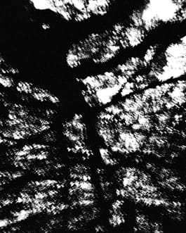 Schwarz-Weiß-Fotografie des Künstlers Cyprien Gaillard von teilweise angestrahlten, sich in der Bewegung befindenden Bäumen in der Dämmerung, ein Auszug aus der Arbeit mit dem Titel