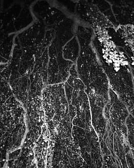 Schwarz-Weiß-Fotografie des Künstlers Cyprien Gaillard von teilweise angestrahlten, sich in der Bewegung befindenden Bäumen in der Dämmerung, ein Auszug aus der Arbeit mit dem Titel