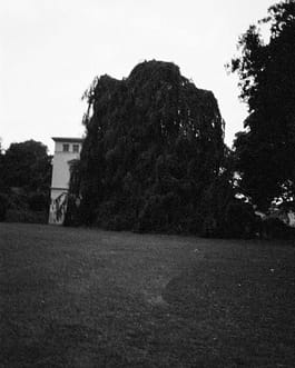 Schwarz-Weiß-Fotografie des Künstlers Cyprien Gaillard von teilweise angestrahlten, sich in der Bewegung befindenden Bäumen in der Dämmerung, ein Auszug aus der Arbeit mit dem Titel