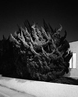 Schwarz-Weiß-Fotografie des Künstlers Cyprien Gaillard von teilweise angestrahlten, sich in der Bewegung befindenden Bäumen in der Dämmerung, ein Auszug aus der Arbeit mit dem Titel