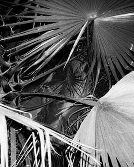 Schwarz-Weiß-Fotografie des Künstlers Cyprien Gaillard von teilweise angestrahlten, sich in der Bewegung befindenden Bäumen in der Dämmerung, ein Auszug aus der Arbeit mit dem Titel